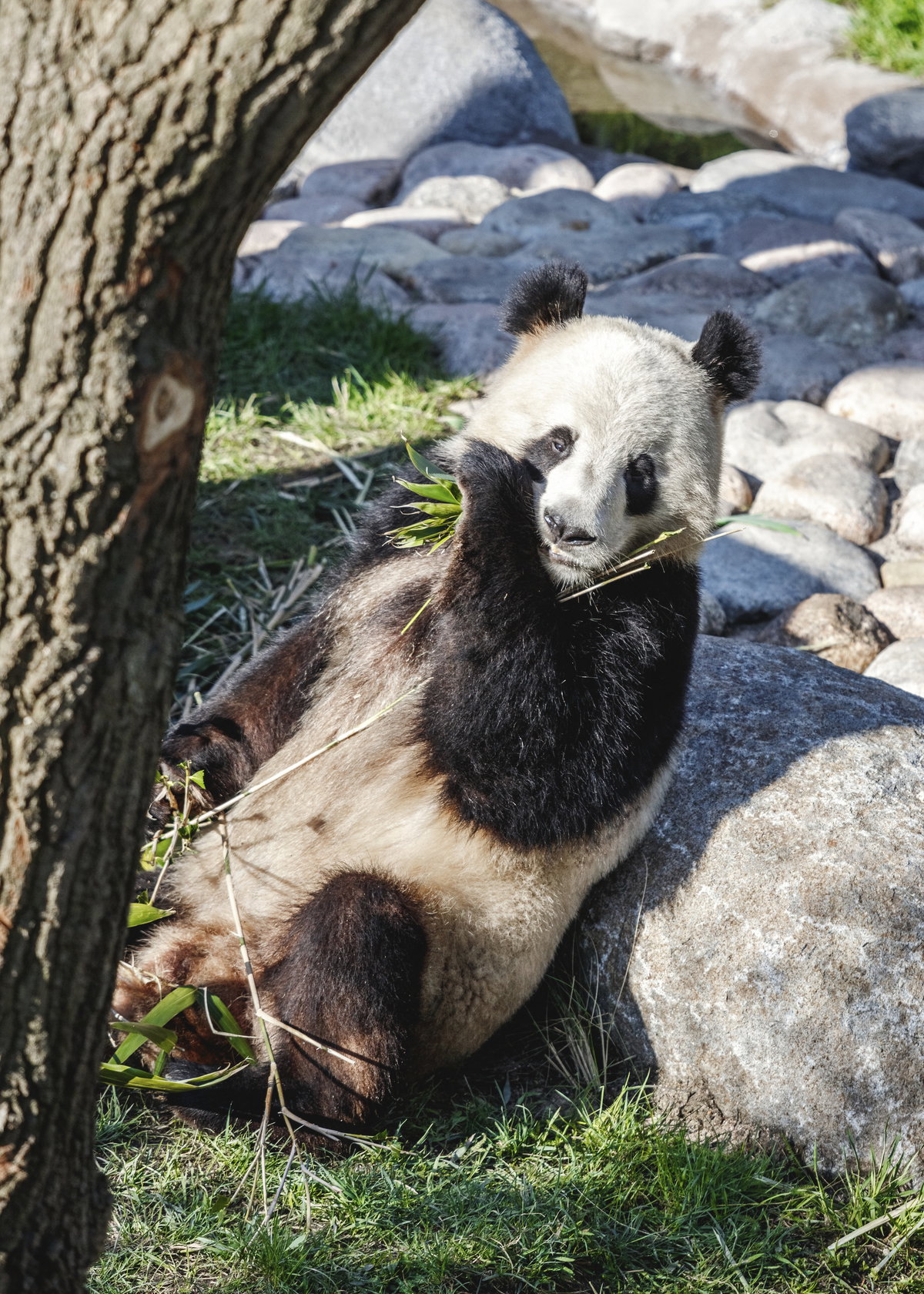 Panda House image | Bjarke Ingels Group