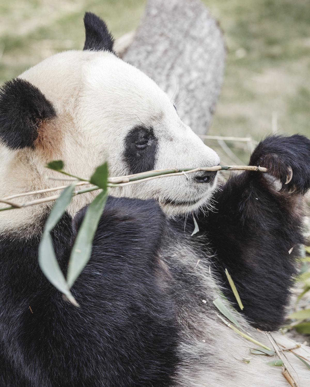 Panda House image | Bjarke Ingels Group